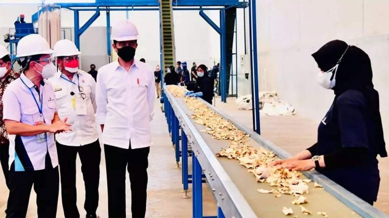 Jokowi Terkesan Melihat Ribuan Ton Porang Hasil Panen Petani Kabupaten ...